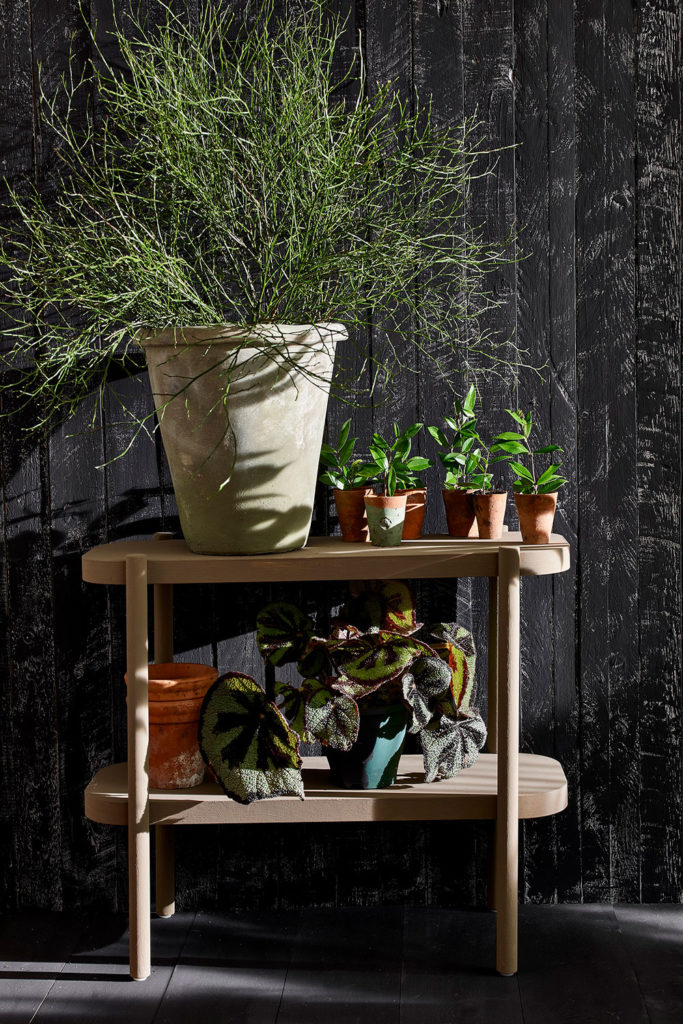 A variety of potted plants displayed on shelving painted in a mix of Primer Red and Olive Chalk Paint® in front of the Athenian Black Chalk Paint® textured fence
