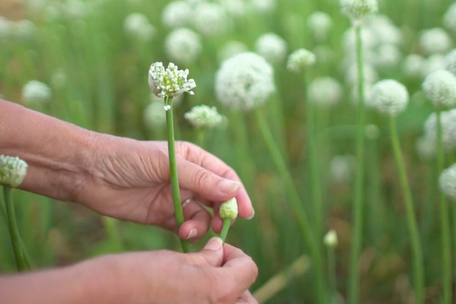 Annie Sloan in Ethiopia with Oxfam in an allium field