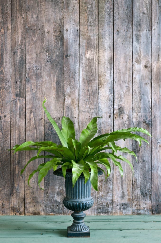 Dark Waxed and Painted Rustic Wood Wall from Annie Sloan Paints Everything published by Cico Books photos by Christopher Drake