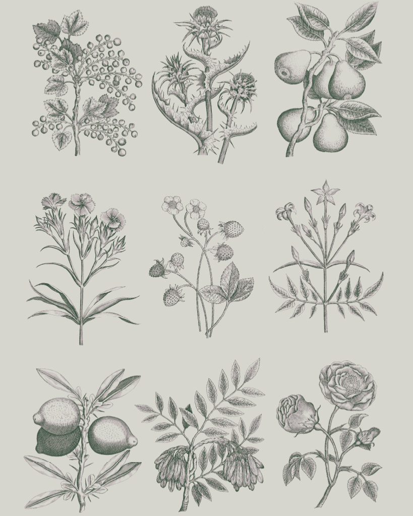 Botanical drawings sales