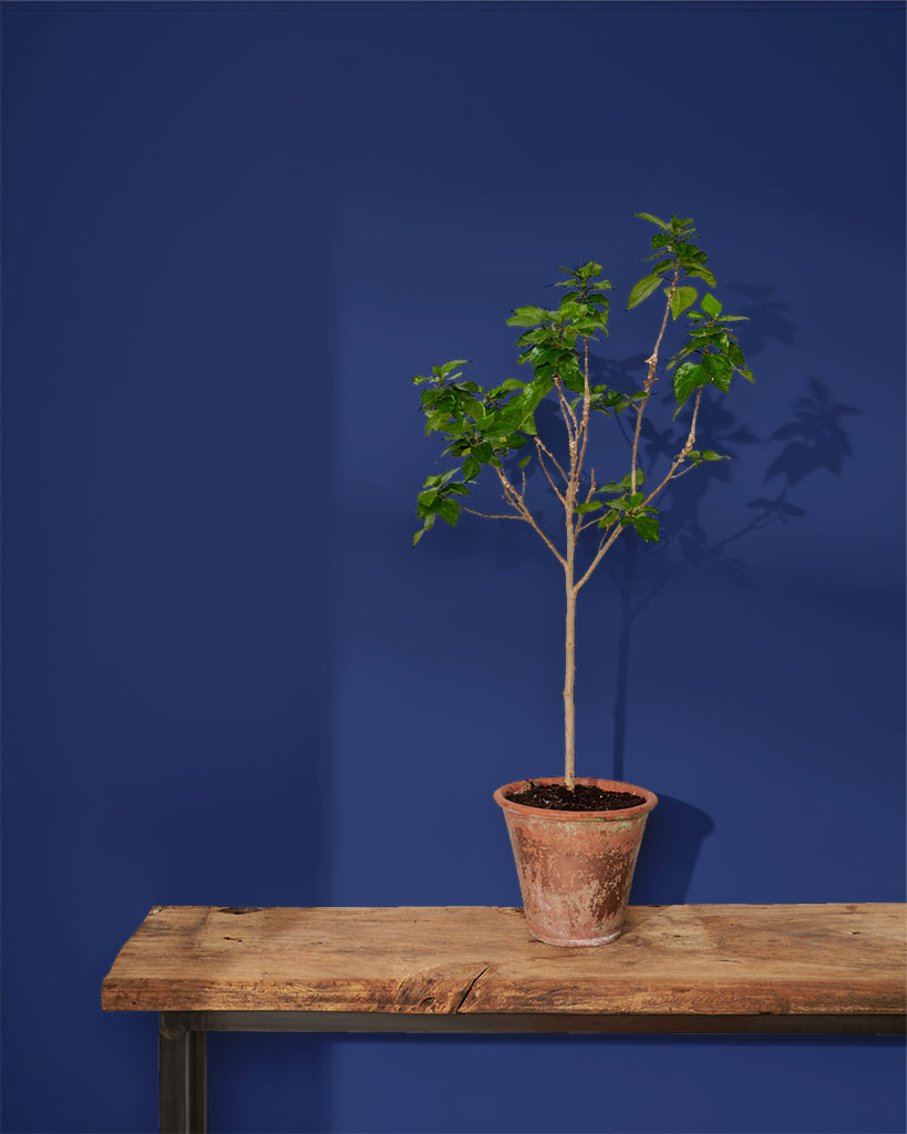 Napoleonic Blue wall paint by Annie Sloan painted on a wall