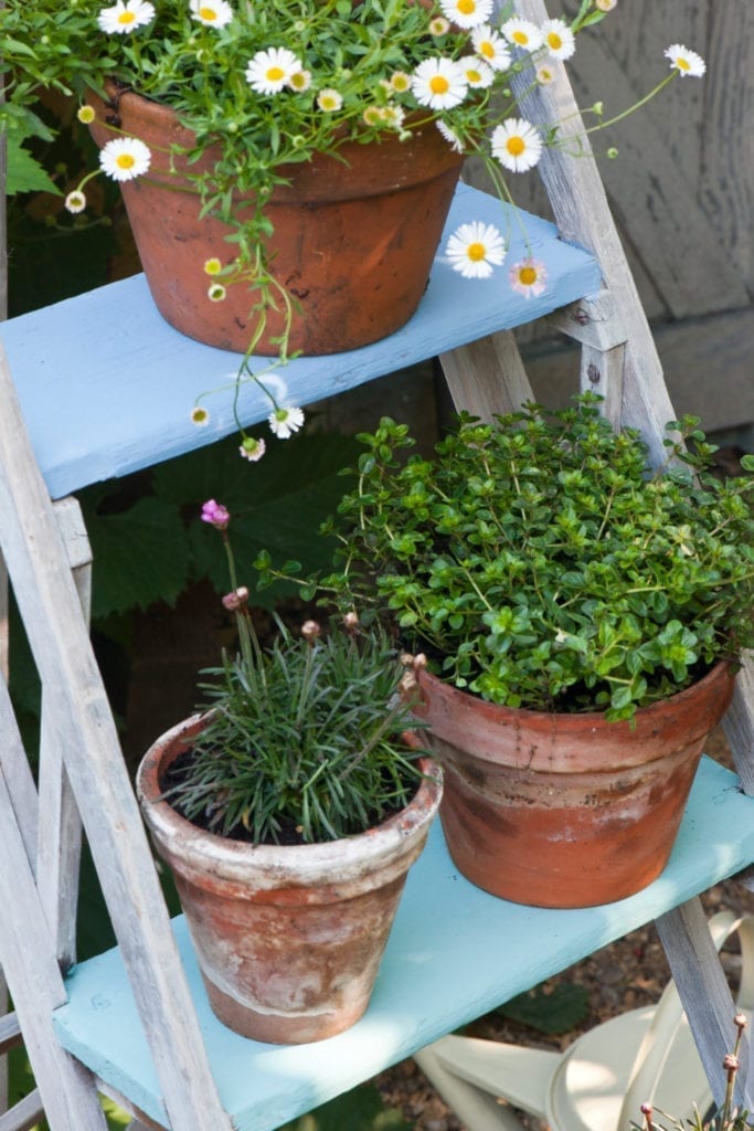 Painted Garden Step Ladder with Chalk Paint® by Annie Sloan with flower pots. Steps painted with Louis Blue and Provence