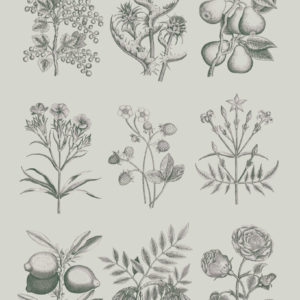 Transfert Botanical Drawings d’Annie Sloan et de la RHS