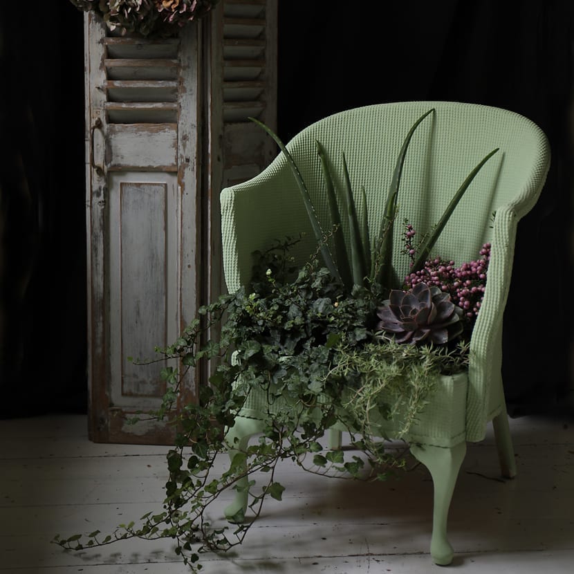 Janice Issitt's wicker chair painted with Chalk Paint® by Annie Sloan in Lem Lem and planted with succulents