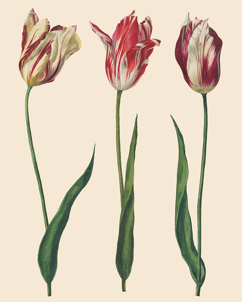 Zbliżenie na decoupage „Tulips” Annie Sloan