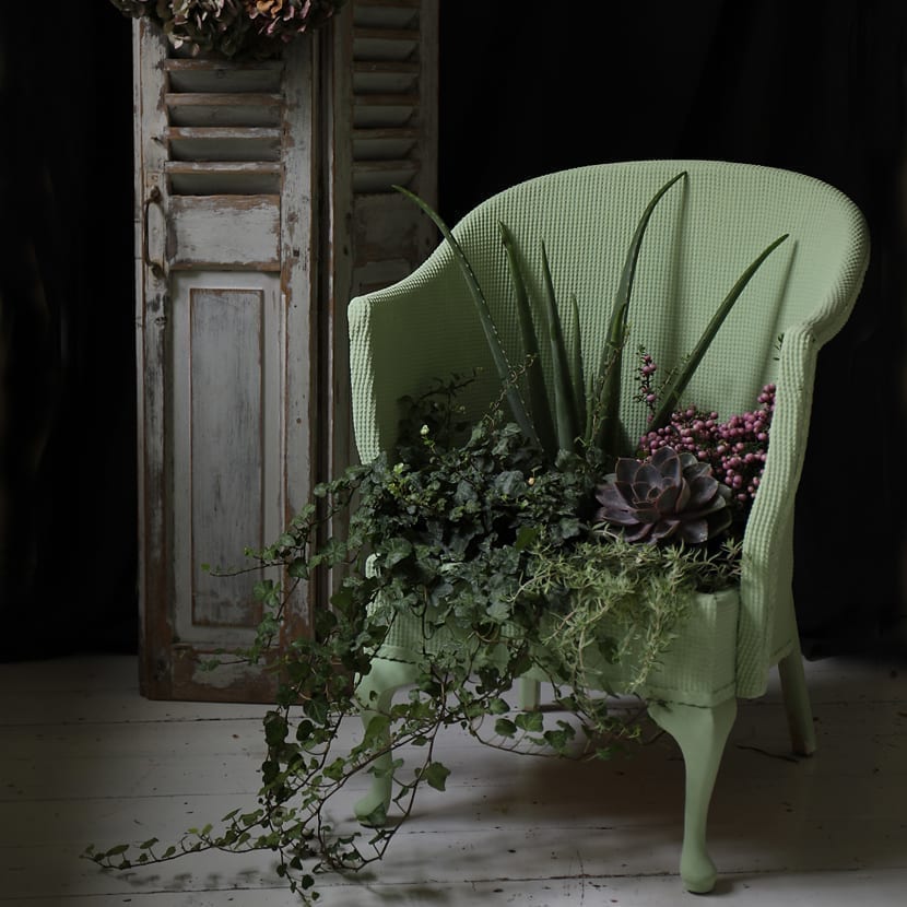 Janice Issitt's wicker chair painted with Chalk Paint® by Annie Sloan in Lem Lem and planted with succulents