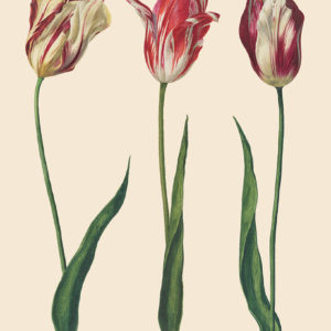 Close up of Tulips decoupage by Annie Sloan